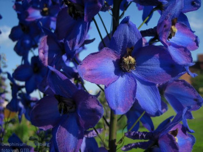 Delphinium_Grunberg_2_13101.jpg