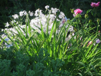 Dianthus_sup._im_Gegenlicht_13002.jpg