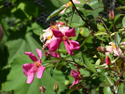 2015-08-02 Rosa chinensis var. mutabilis.jpg