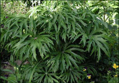 Syneilesis_aconitifolia.JPG