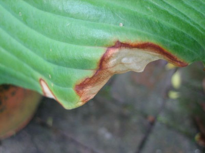 Hosta_Guacamole_Blattschaden_12531.jpg
