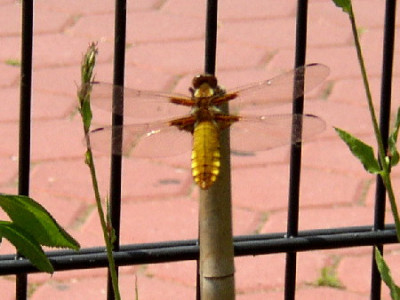 Libelle.jpg