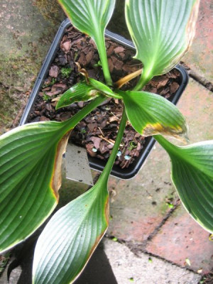 Hosta_Silver_Shadows_1247.jpg