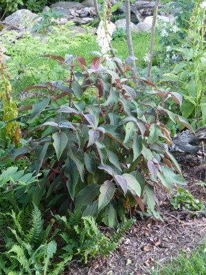 2015-08-02 Hydrangea 'Hot Chocolate' 2.jpg