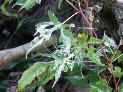 2015-08-02 Ampelopsis 2.jpg