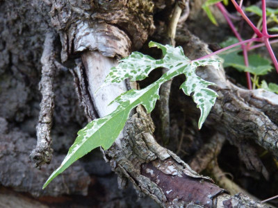 2015-08-02 Ampelopsis.jpg