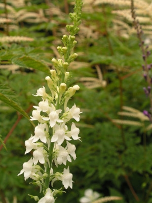 Linaria_weiss_k.jpg