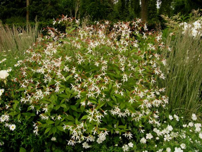 Gillenia_trifoliata_k.jpg