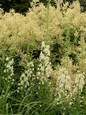 Epilobium_weiss_k.jpg