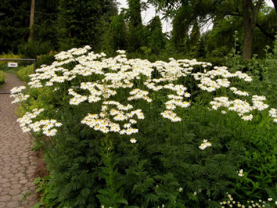 Tanacetum_corymbosum_Festtafel_k.jpg