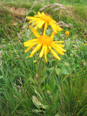 arnica2.jpg