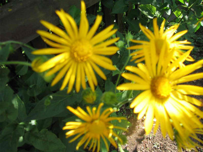 kampblume4.jpg