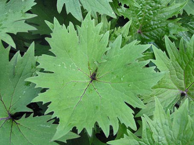 ligularia_przewalsky.jpg