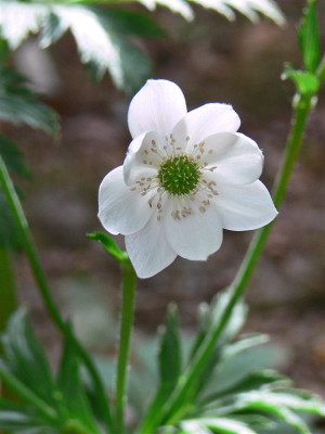 P1010267_Large.JPG