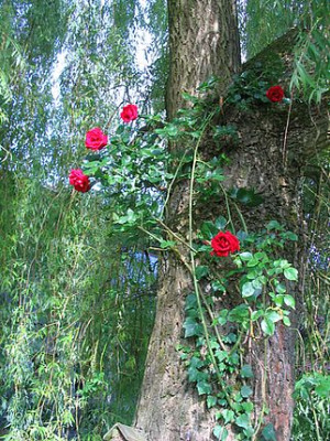 Rosa_saliciphila_fars.jpg