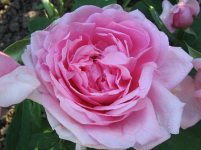 Comtesse_Cecile_de_Chabrillant_4.jpg