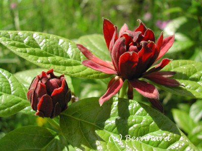 calycanthus_floridus_2.jpg