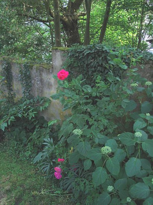 Schattenrose_fars.jpg