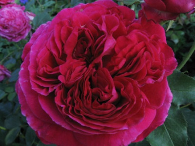 Falstaff_3.jpg