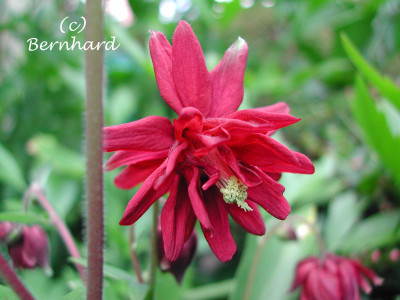 aquilegia_rot_zufall.jpg