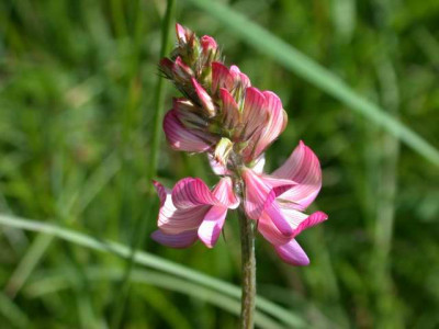 Saat-Esparsette_275581_1.JPG