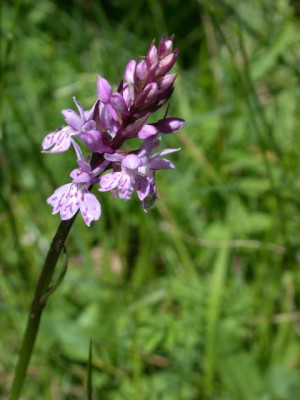 Geflecktes_Knabenkraut_275941_1.JPG