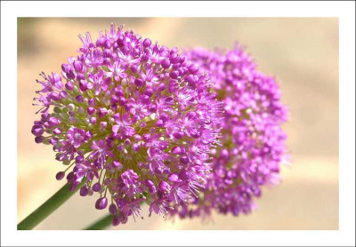 Allium_1_18-06-2006.jpg