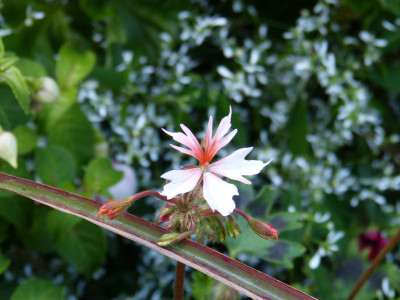 2015-08-03 Pelargonium 'Fairy Fantasy'.jpg