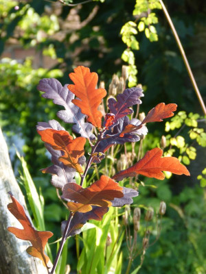 2015-08-03 Gartenimpressionen 3.jpg