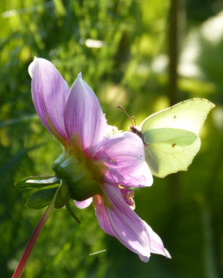 2015-08-03 Gartenimpressionen 2.jpg
