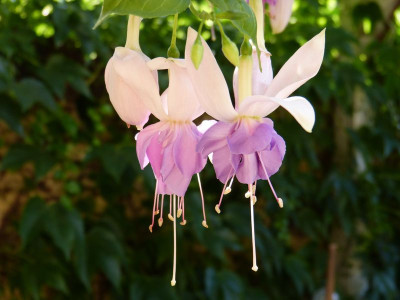 2015-08-03 Gartenimpressionen 1.jpg