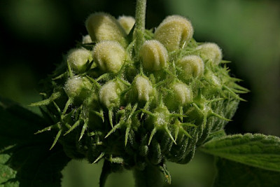 Phlomis-Wirtel.jpg