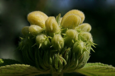 Phlomis-Kroenchen.jpg