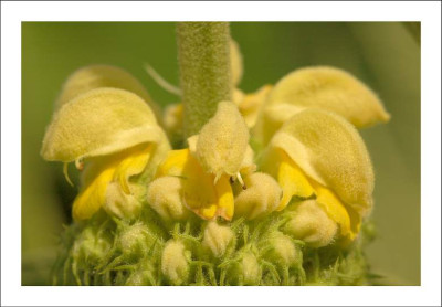 Phlomis_1_18-06-2006.jpg