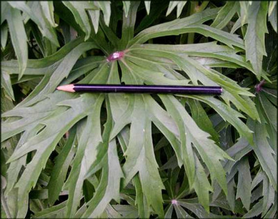 Syneilesis_aconitifolia_Blatt.JPG
