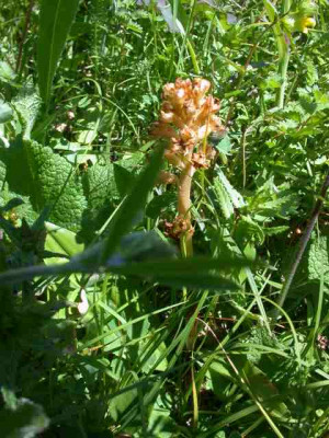 Gelbe_Sommerwurz_276141_1.JPG