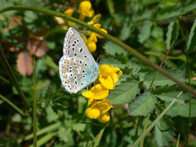 Hauhechel-Blauling_275871_1.JPG