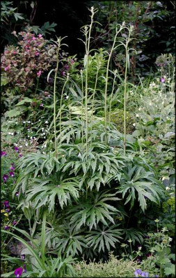 Syneilesis_aconitifolia_g.Pf..JPG