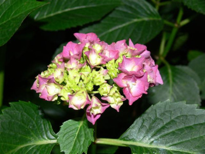 P1010330_Small.JPG