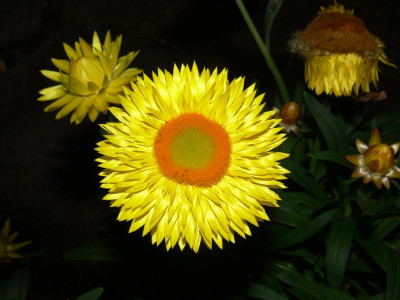 P1010308_Medium.JPG