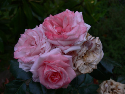 P1010316_Large.JPG