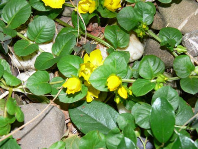 P1010300_Small.JPG