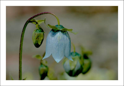 Campanula_x_02-06-2006.jpg