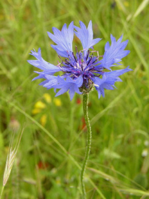 Kornblume.jpg