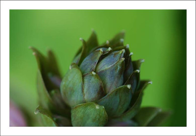 Hosta_1_17-06-2006.jpg