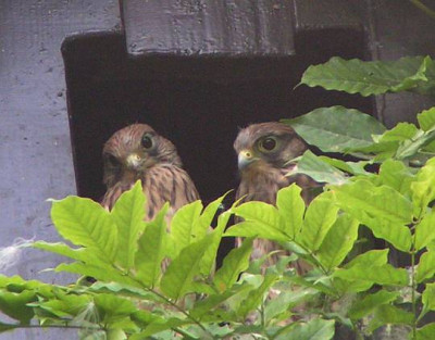 FalcoTinnunculus-Turmfalke21.jpg