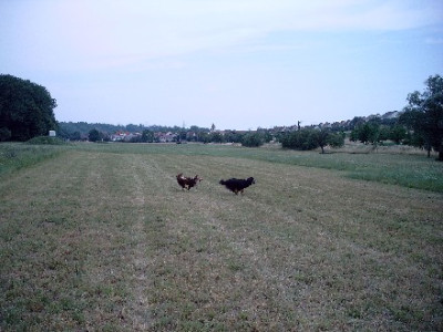 Gizmo-Bailey-090.jpg