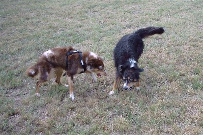 Gizmo-Bailey-088.jpg