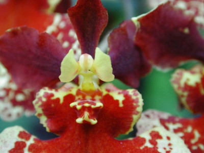 Tolumnia_Hybride_3_Detail.jpg