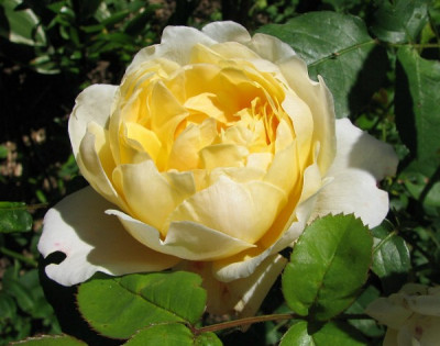Rose_gelb24.06.06_025.jpg